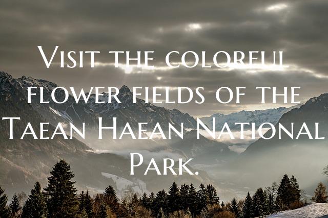 Visit the colorful flower fields of the Taean Haea...